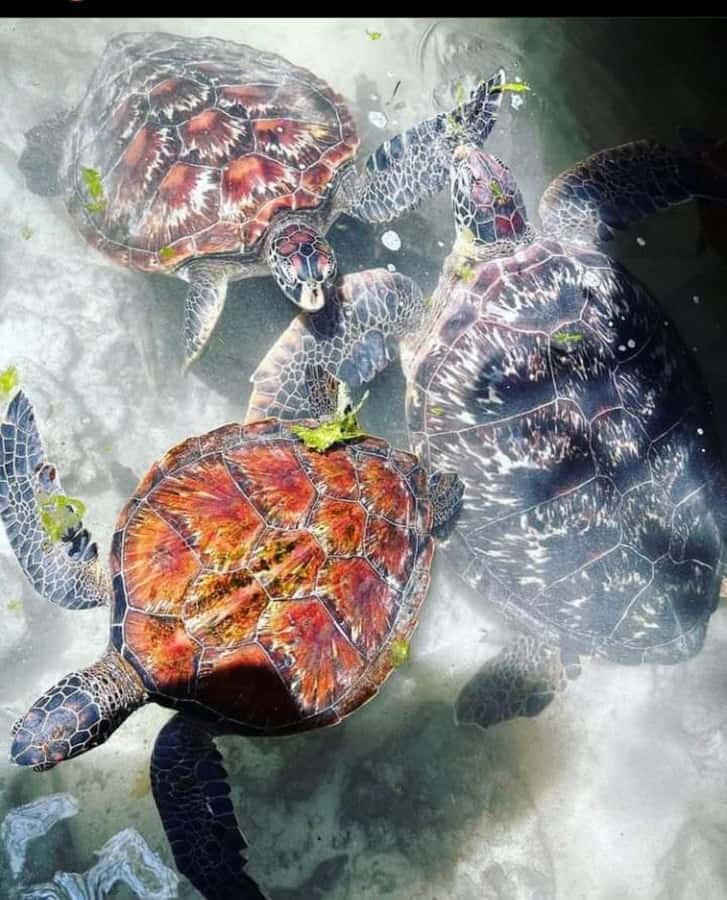 Zanzibar: Swim with Sea Turtles at Baraka or Salaam Aquarium - What happens from hotel pickup to the lagoon