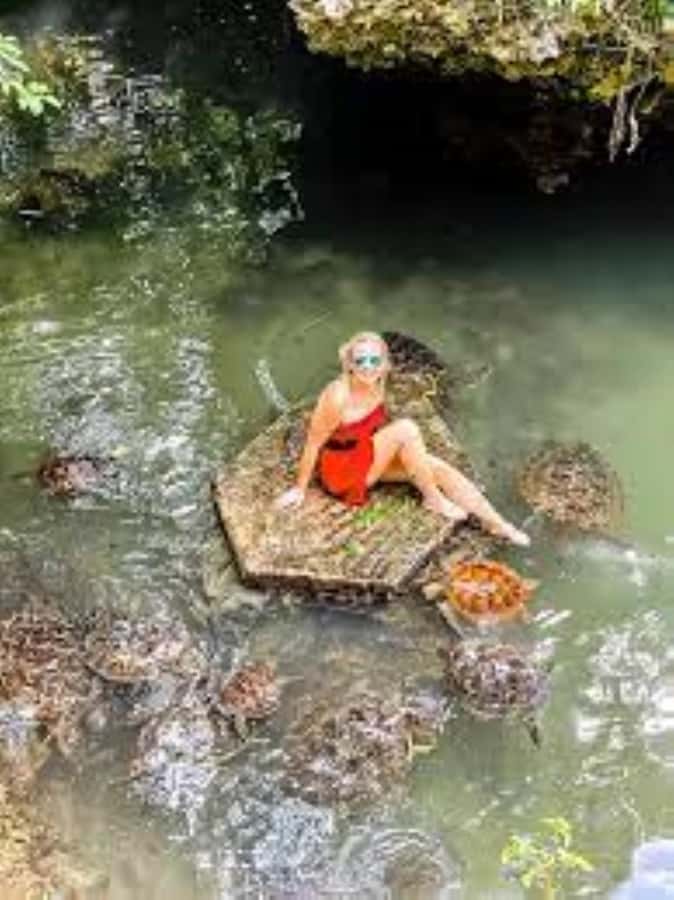 Zanzibar: Swim with Sea Turtles at Baraka or Salaam Aquarium - What the $80 price really covers