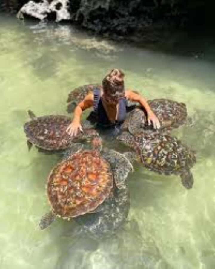 Zanzibar: Swim with Sea Turtles at Baraka or Salaam Aquarium - Who will enjoy this most