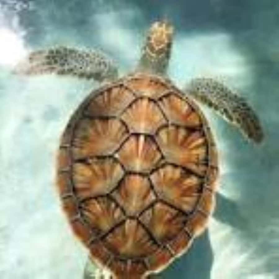 Zanzibar: Swim with Sea Turtles at Baraka or Salaam Aquarium - Practical details that affect your morning