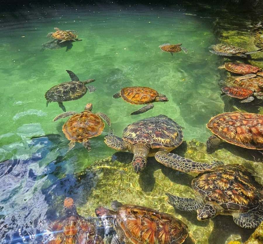 Zanzibar: Swim with Sea Turtles at Baraka or Salaam Aquarium - Choosing between Baraka Aquarium and Salaam Aquarium