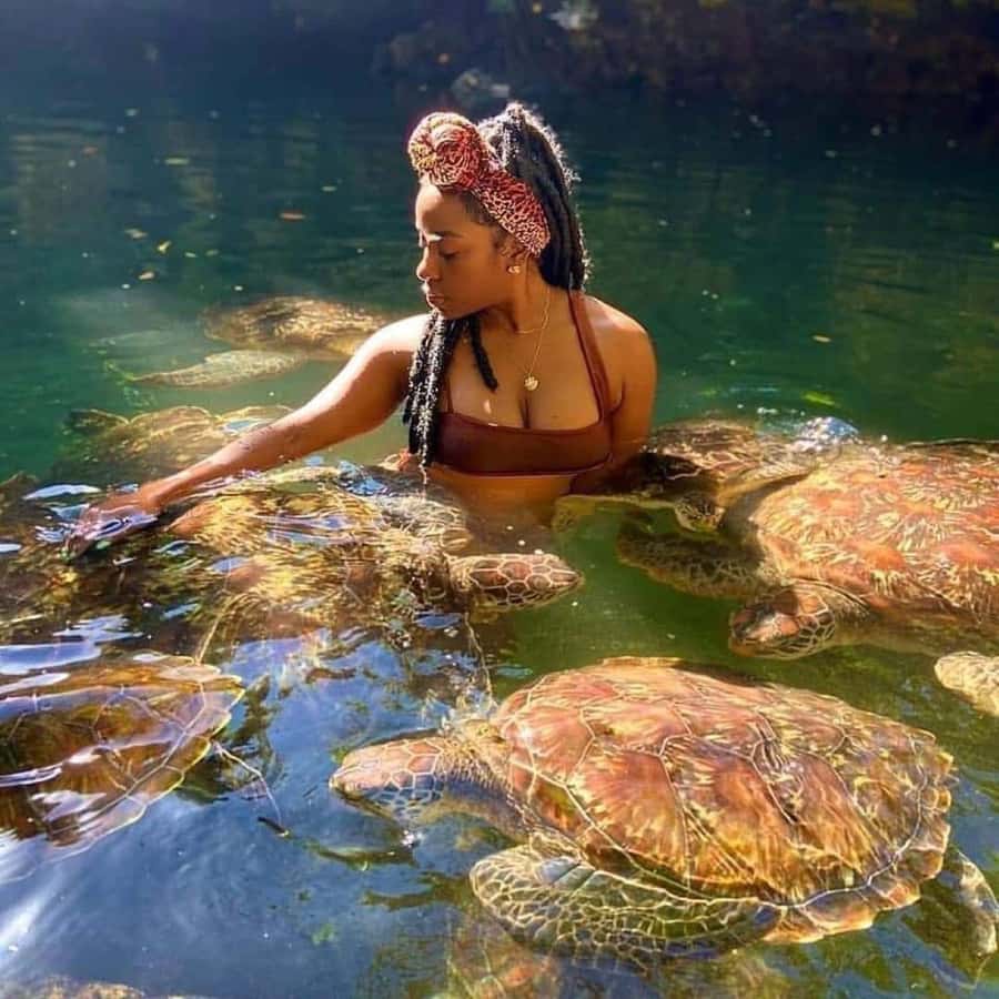 Zanzibar: Swim with turtles at Nungwi - Feeding, touching, and taking photos
