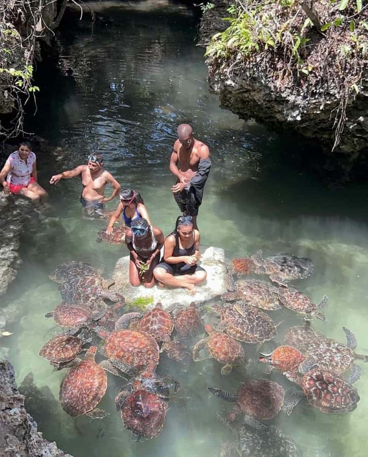 Zanzibar: Swim with turtles at Nungwi - The marine life beyond the turtles