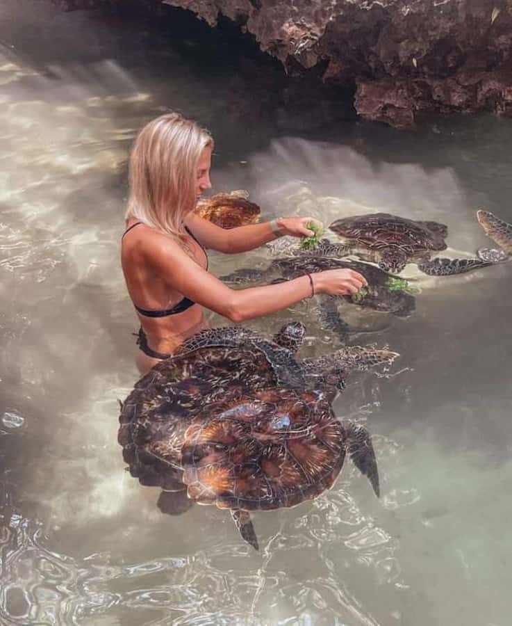 Zanzibar: Swim with turtles at Nungwi - Is $75 a fair price?