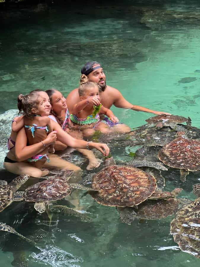 Zanzibar: Swim with Turtles Sanctuary Tour - Feeding sea turtles without losing the gentle feel