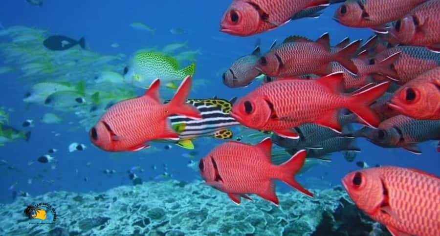 Zanzibar: Swimming & Snorkeling at Mnemba Atoll with Fruits - Key points before you book