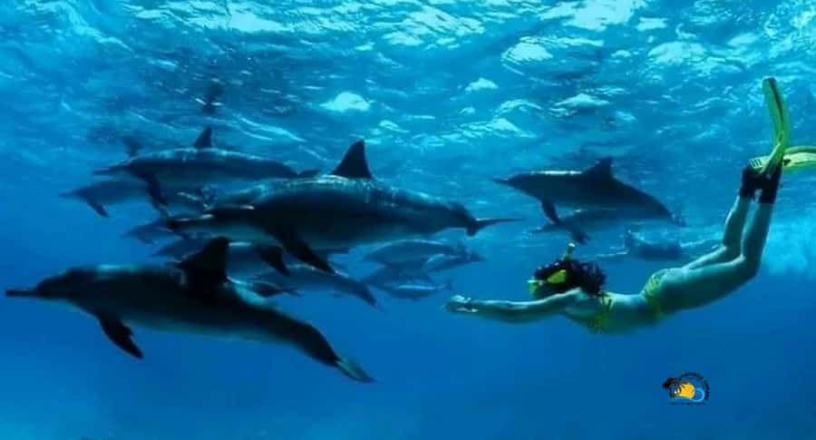 Zanzibar: Swimming & Snorkeling at Mnemba Atoll with Fruits - The dolphin stop: thrilling, but handle it carefully