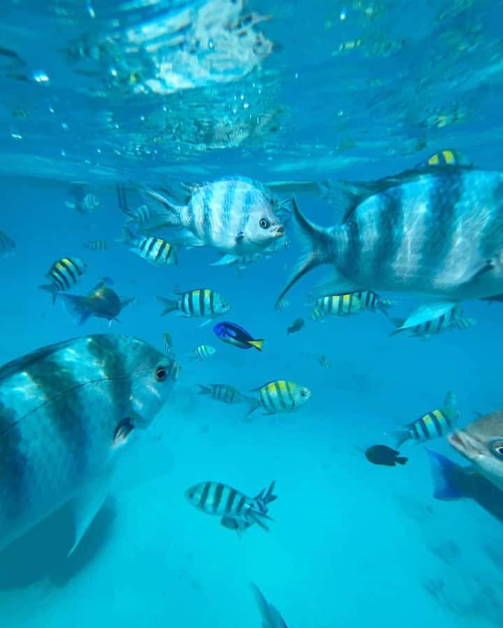 Zanzibar Swimming with Dolphins and snorkeling - Key points at a glance