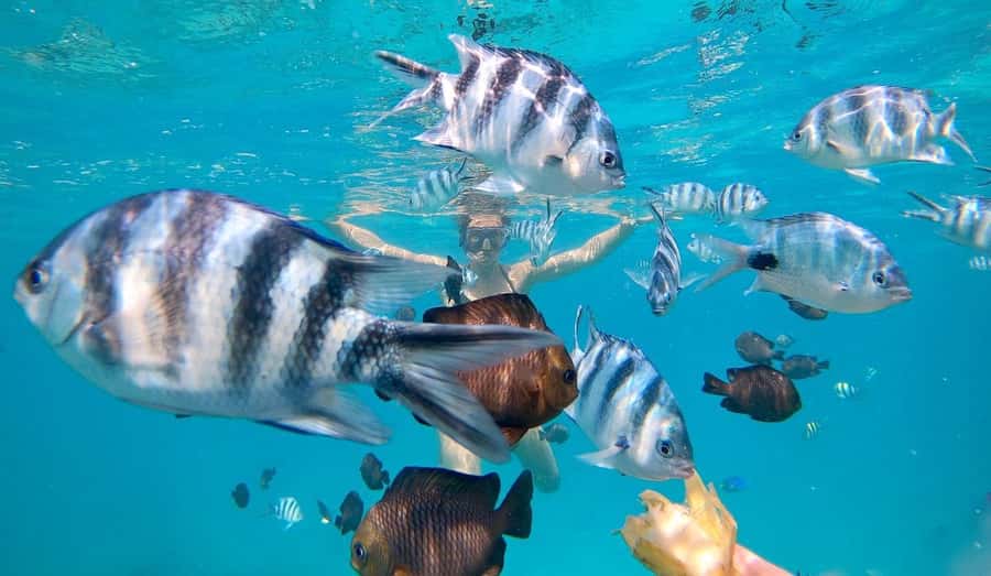 Zanzibar Swimming with Dolphins and snorkeling - Watching dolphins in open water