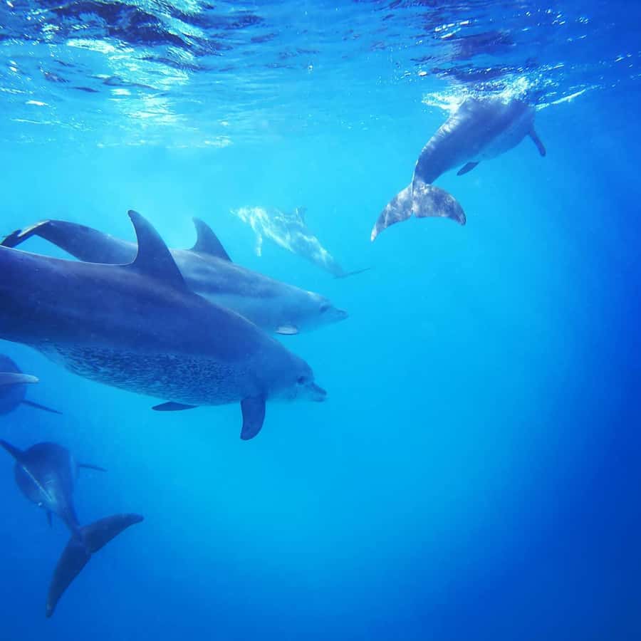 Zanzibar Swimming with Dolphins and snorkeling - What the one-hour dolphin stop feels like