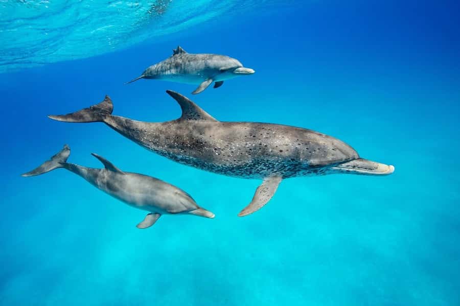 Zanzibar Swimming with Dolphins and snorkeling - Returning to the reef by speedboat