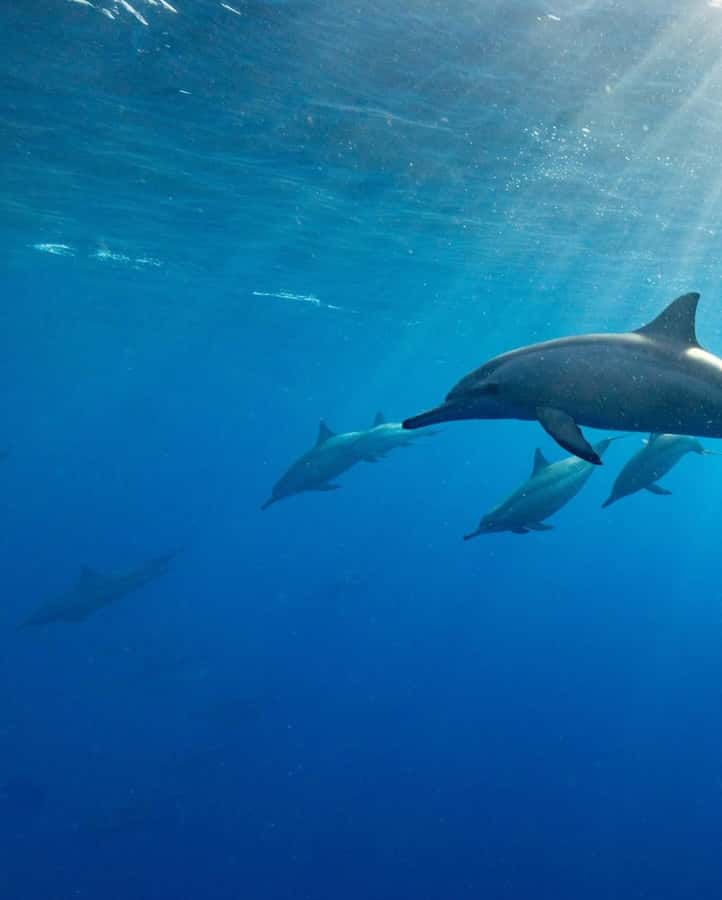 Zanzibar Swimming with Dolphins and snorkeling - Fruit, water, and the trip back