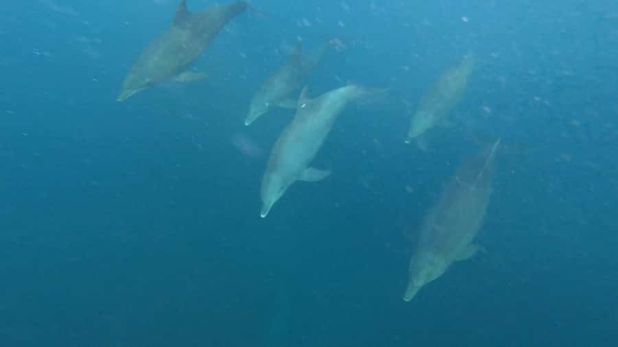 Zanzibar Swimming with Dolphins and snorkeling - Is $72 a fair price?