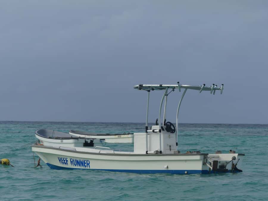Zanzibar: Swimming with Dolphins and Snorkeling Private Tour - From your hotel to Matemwe or Kizimkazi