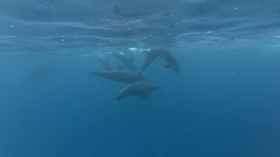 Zanzibar: Swimming with Dolphins and Snorkeling Private Tour - Searching the open sea for dolphins
