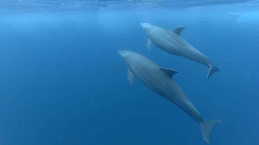 Zanzibar: Swimming with Dolphins and Snorkeling Private Tour - Coral reefs, fish, and a slower second half