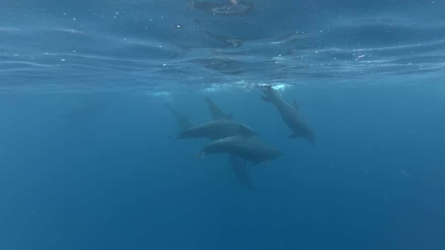 Zanzibar: Swimming with Dolphins and Snorkeling Private Tour - Why the private format matters