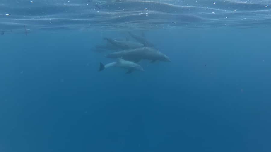 Zanzibar: Swimming with Dolphins and Snorkeling Private Tour - Swimming near wild dolphins