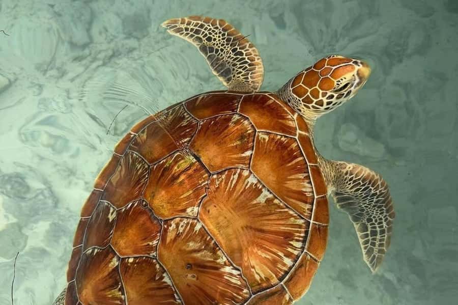Zanzibar: Swimming with Sea turtles at Salaam cave - Key points to know before you book