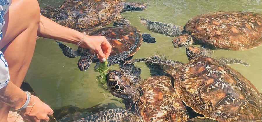 Zanzibar: Swimming with Sea turtles at Salaam cave - Is $43 a fair price?