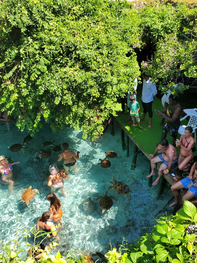 Zanzibar: Swimming with Sea turtles at Salaam cave - How to make the most of your visit