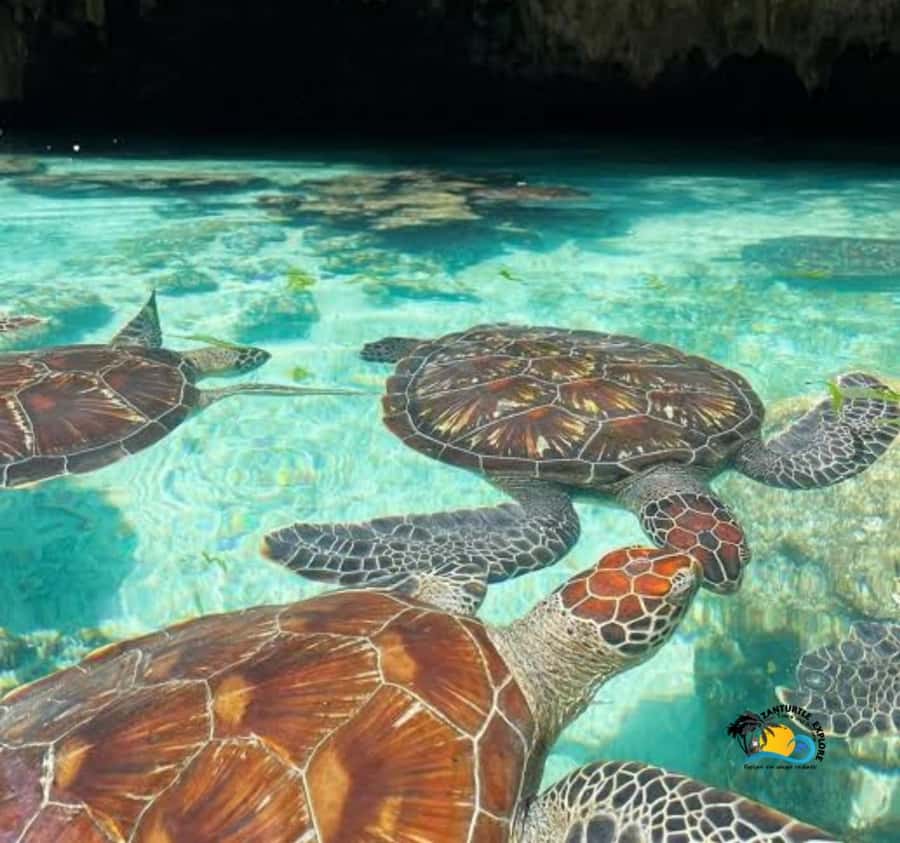 Zanzibar: Swimming with Turtles at Salaam Cave Aquarium - What the conservation message adds