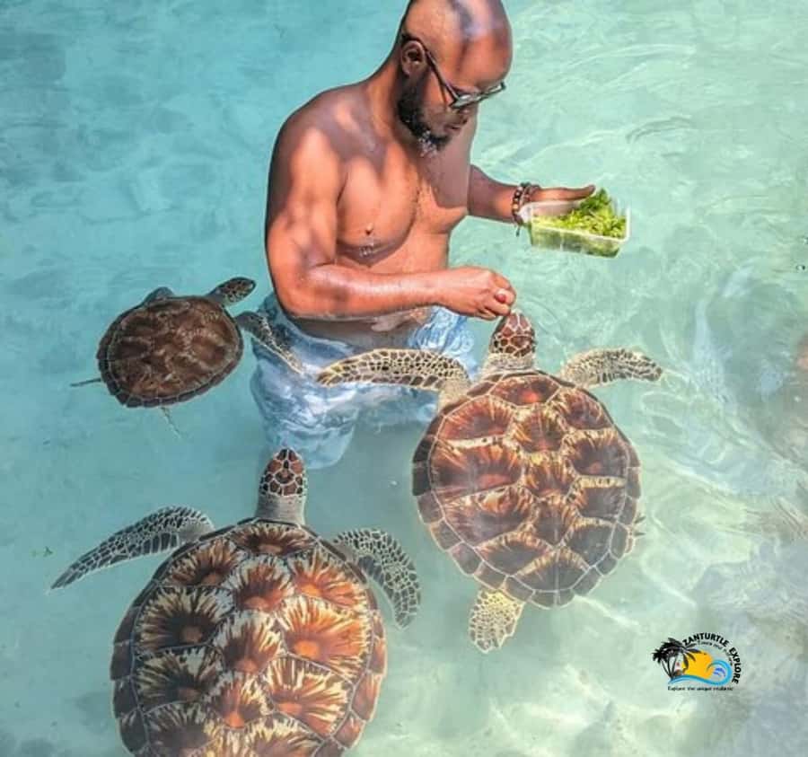 Zanzibar: Swimming with Turtles at Salaam Cave Aquarium - Why crowd levels can change the visit