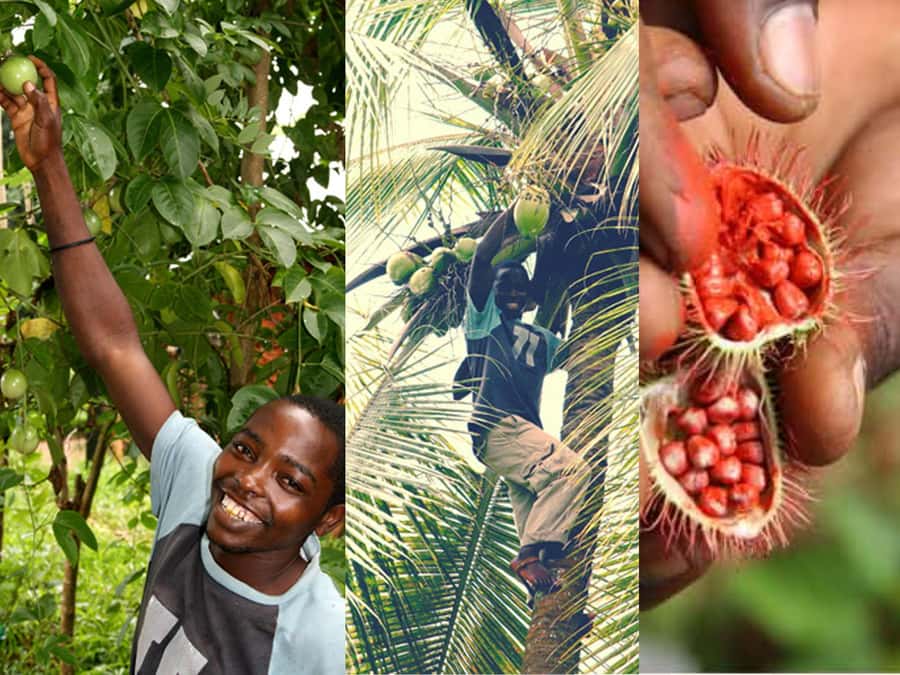 Zanzibar: The Swahili Spice Experience - Spice Tour + Culinary Journey - How much value do you get for $21?