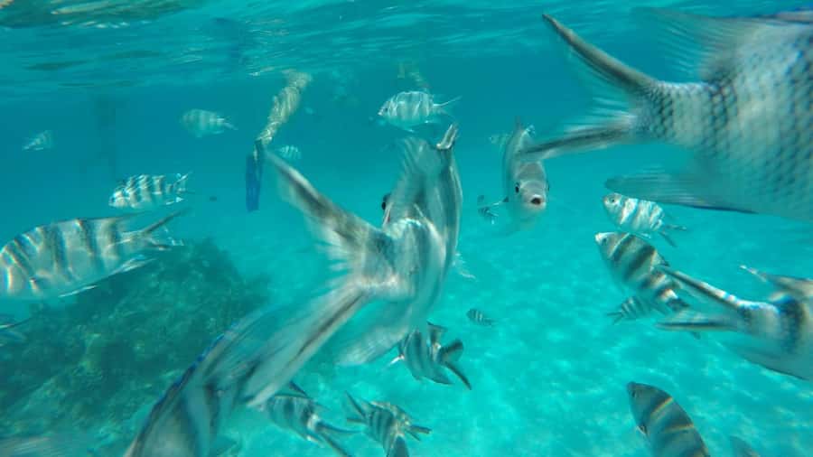 Zanzibar: Tumbatu Island Private Snorkeling Adventure Tour - Boarding at Fukuchani and the ride toward the reef