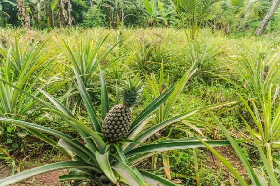 Zanzibar: Walking Spice Tours with Guide - Key points at a glance