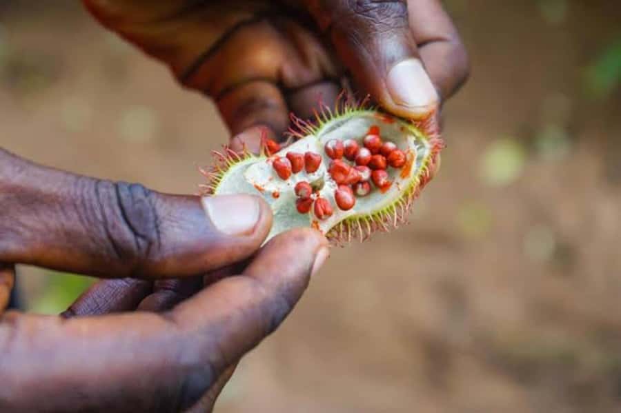 Zanzibar: Walking Spice Tours with Guide - Why Zanzibar’s spice farms matter