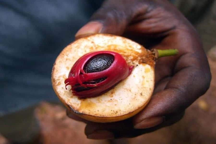 Zanzibar: Walking Spice Tours with Guide - Reading the farm one plant at a time